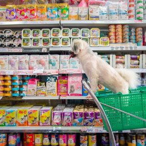 Petshop Sertifikası