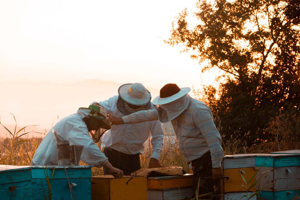https freepicdownloader.com beekeepers opening wooden bee hive boxes high quality photo large
