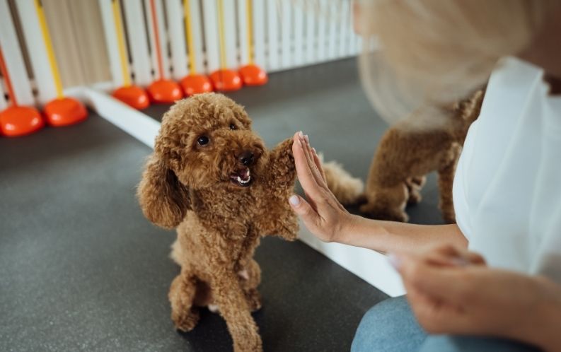 Köpek Eğitmenliği Sertifikası Nasıl Alınır? 1 Kopek Egitmenligi Sertifikasi Nasil Alinir