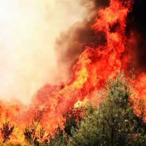 A forest fire with dramatic flames in Demre, Türkiye highlighting environmental concerns.